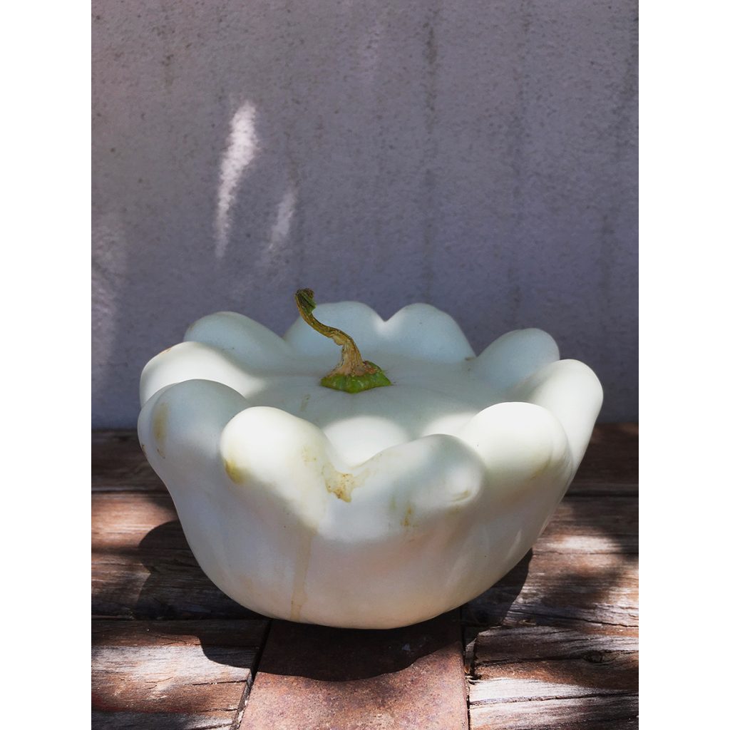 Mireia Sentís. Calabaza blanca, 2022. Gustos&Colores